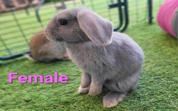 Mini Lop rabbits for sale: Beautiful Mini Lops - READY TO LEAVE - Image 18
