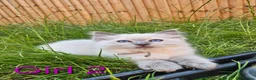 Ragdoll cats for sale: 6 Ragdoll kittens READY NOW  in Nottingham - Advert 4