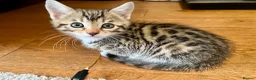 Bengal cats for sale: Bengal kitten  - Advert 17