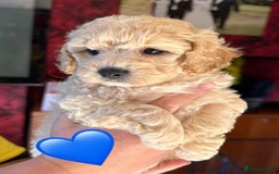Poochon dogs for sale: poochon puppies  - Image 8