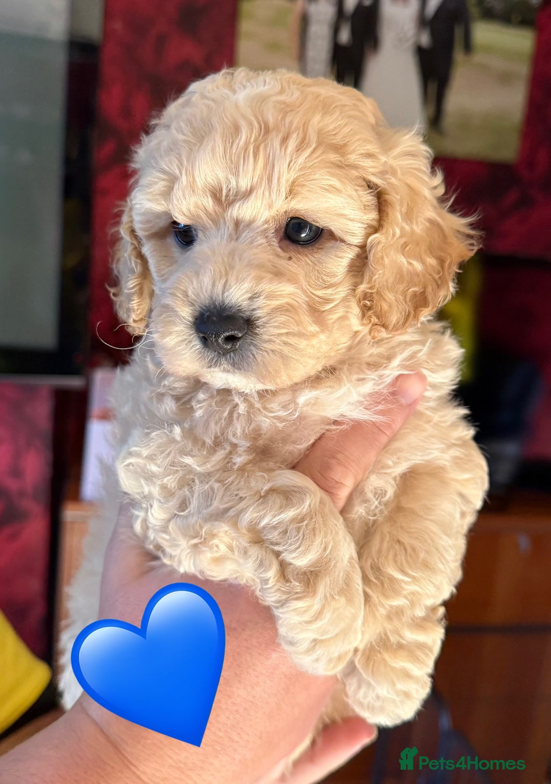 Poochon dogs for sale: poochon puppies  - Image 8