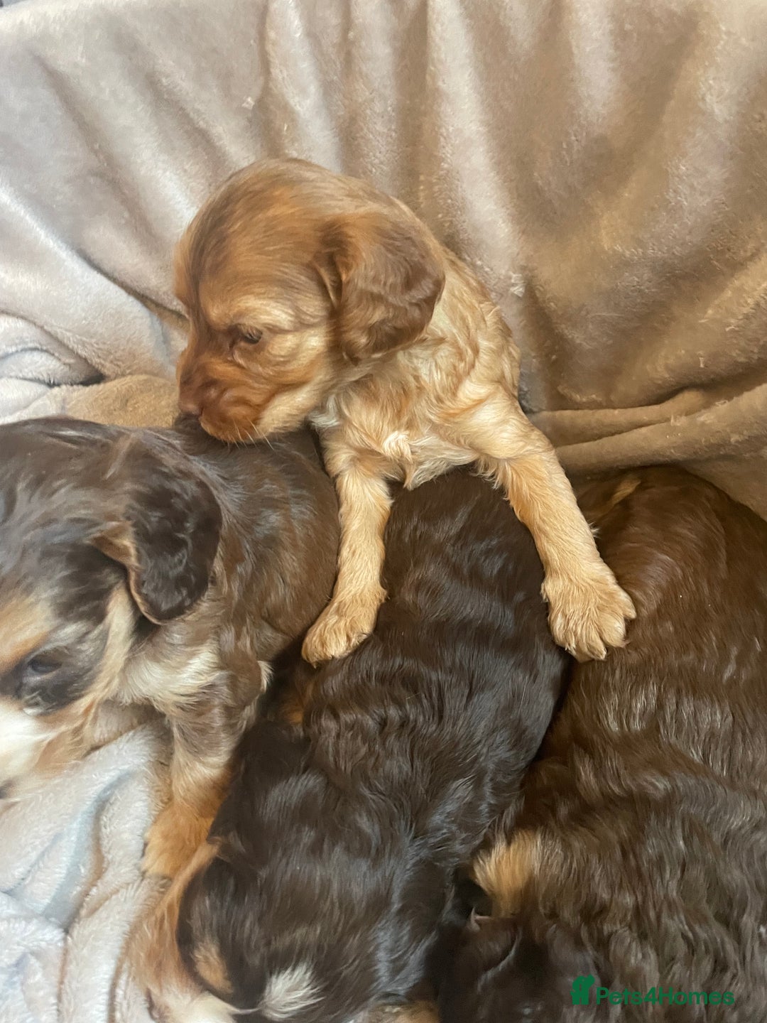 Cockapoo dogs for sale: Stunning sable cockapoos  - Advert 15