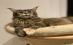 Maine Coon cats for sale: Attention please  - Image 23