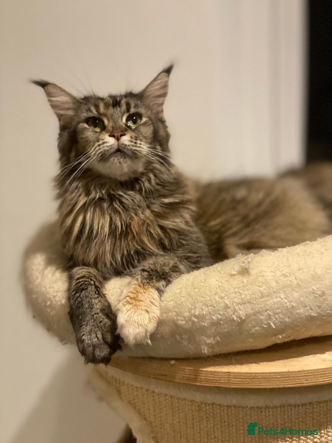 Maine Coon cats for sale: Attention please  - Image 23
