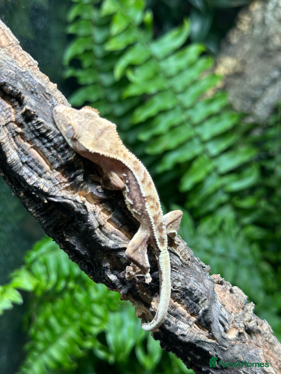 Gecko reptiles for sale: Baby Lilly White Crested Geckos - Image 5