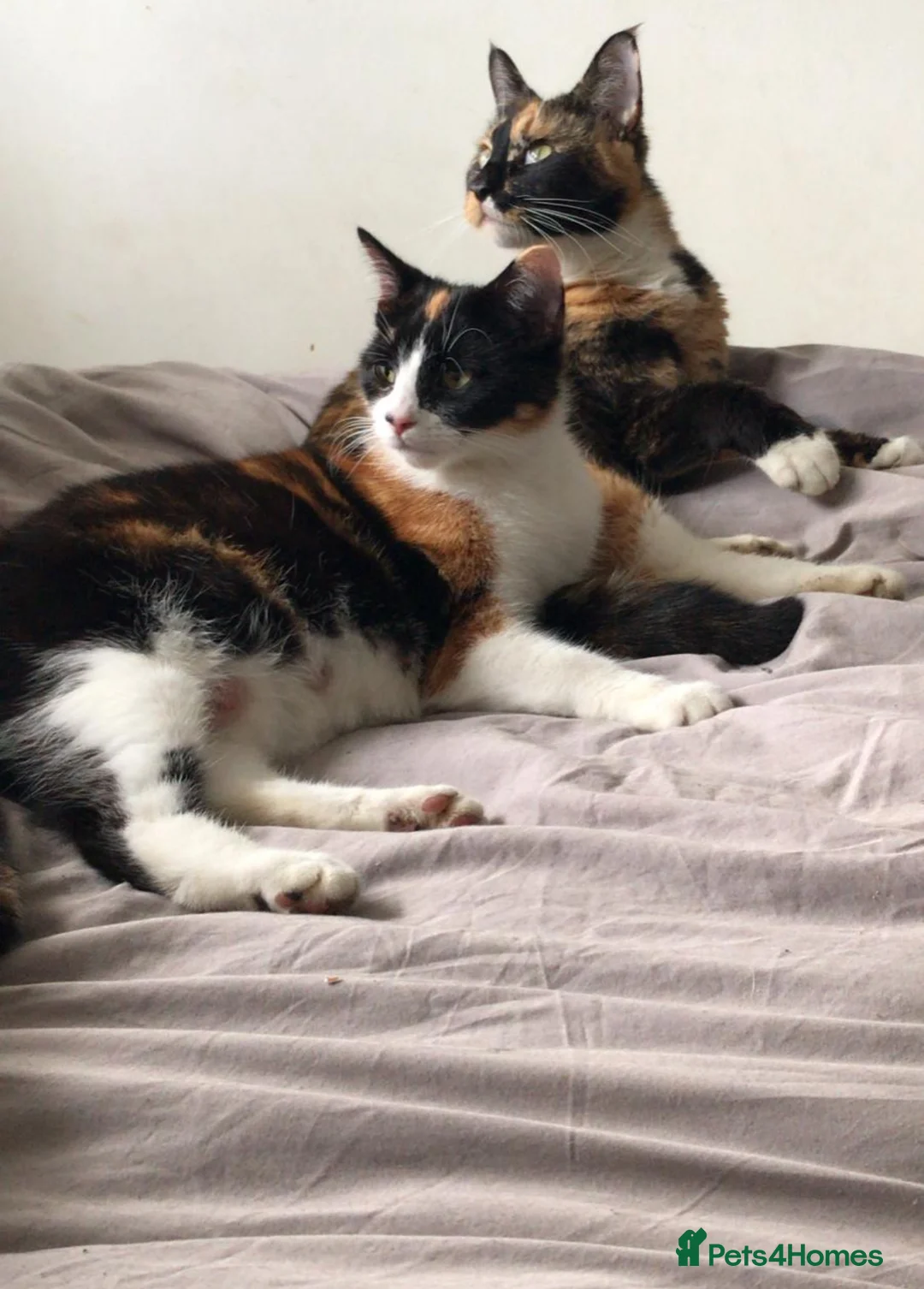 Mixed Breed cats for sale: Ginger, black and white and black cats for sale  in Manchester - Advert 2