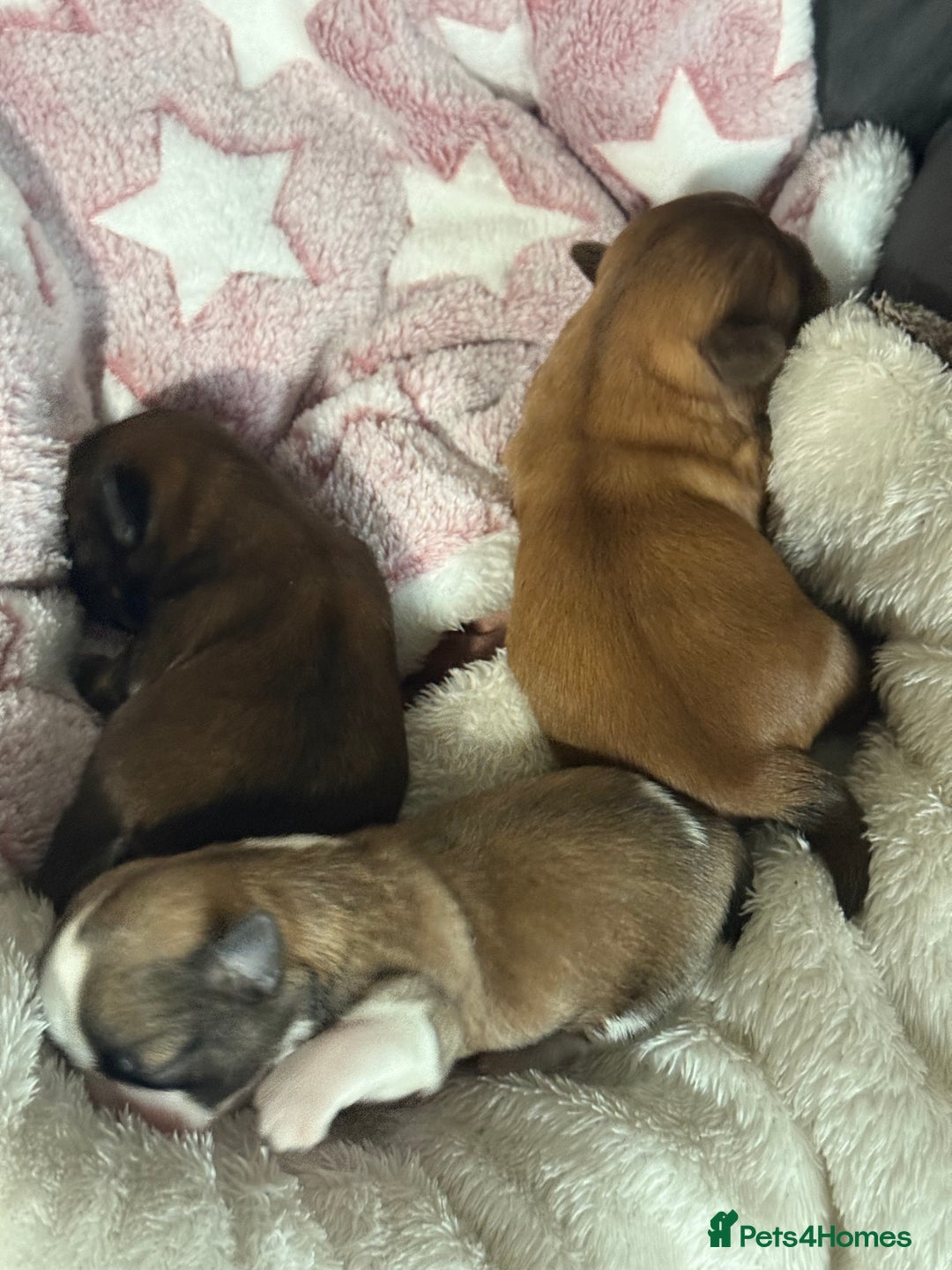 Shih Tzu dogs for sale: Super cute Shih tzu pups - Advert 9