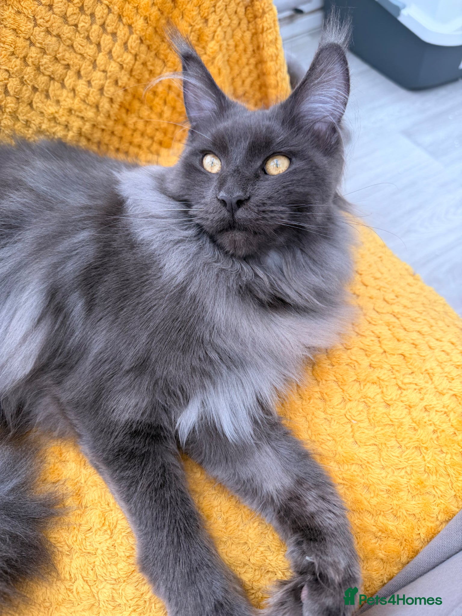 Maine Coon cats 8 month old female Maine coon - Advert 6