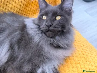 Maine Coon cats 8 month old female Maine coon - Advert 6