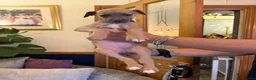 Whippet dogs for sale: Whippet puppies for sale - Advert 3