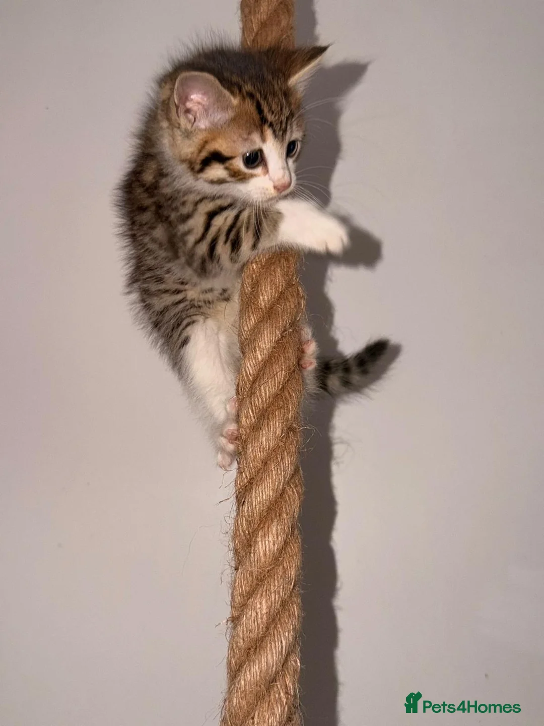 Mixed Breed cats for sale: Bengal cross - Advert 2