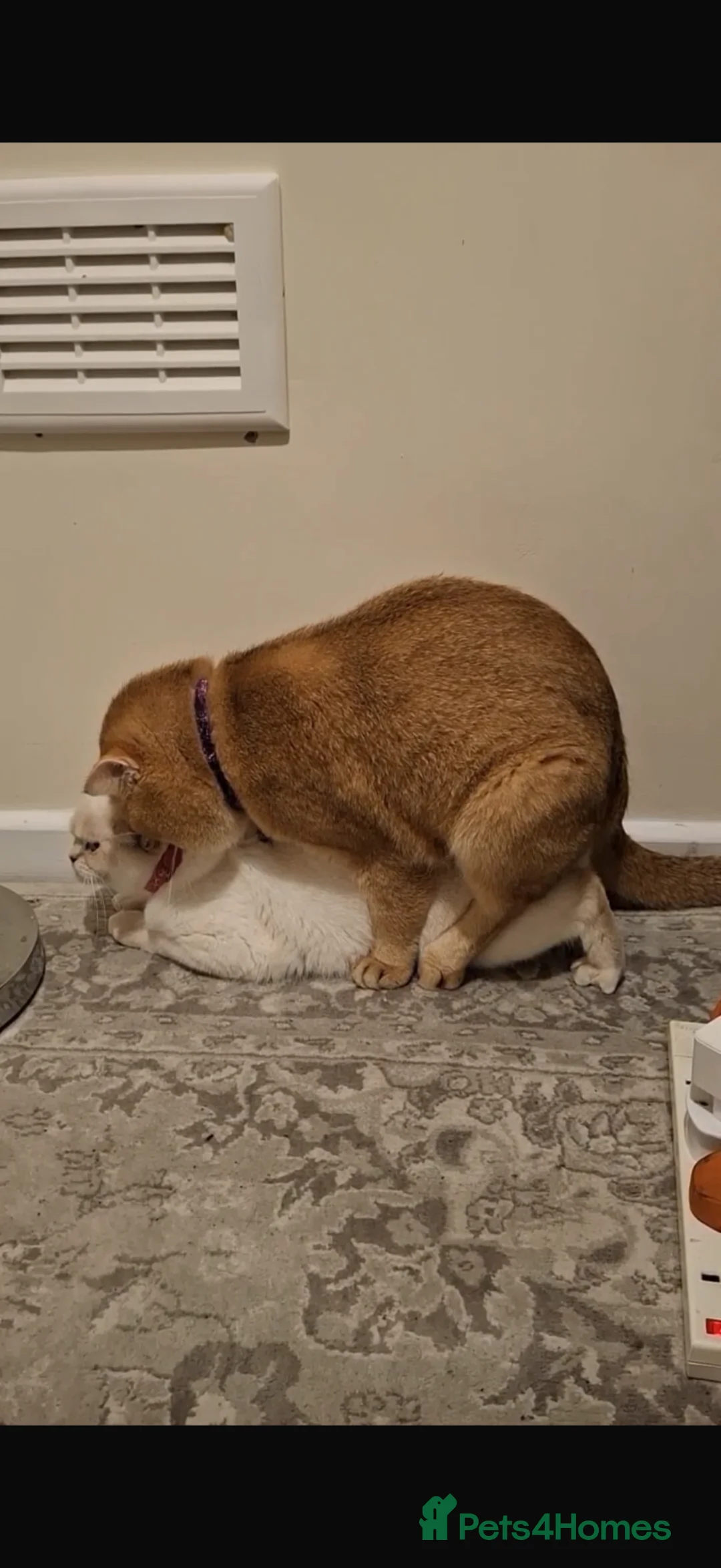 British Shorthair cats for stud: British Shorthaired Golden Cats - Advert 12