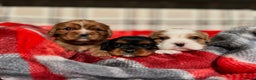 Cavalier King Charles Spaniel dogs for sale: STUNNING CAVALIER KING CHARLES PUPPIES  - Advert 6