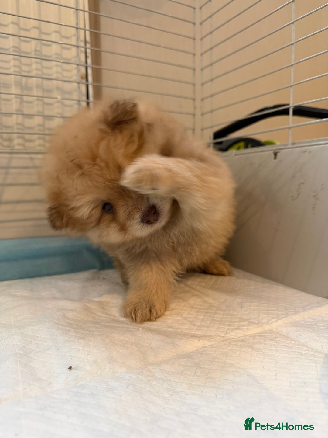 Pomeranian dogs for sale: Pomeranian puppy’s  - Advert 5