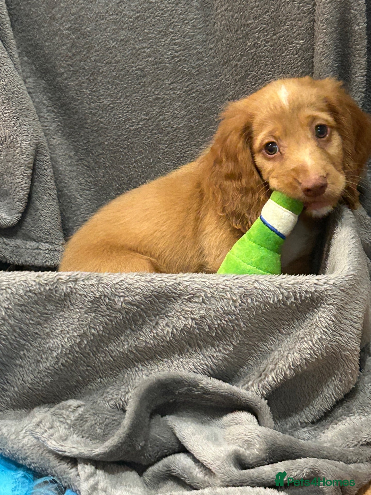 Cocker Spaniel dogs Cocker spaniel puppies - Advert 13