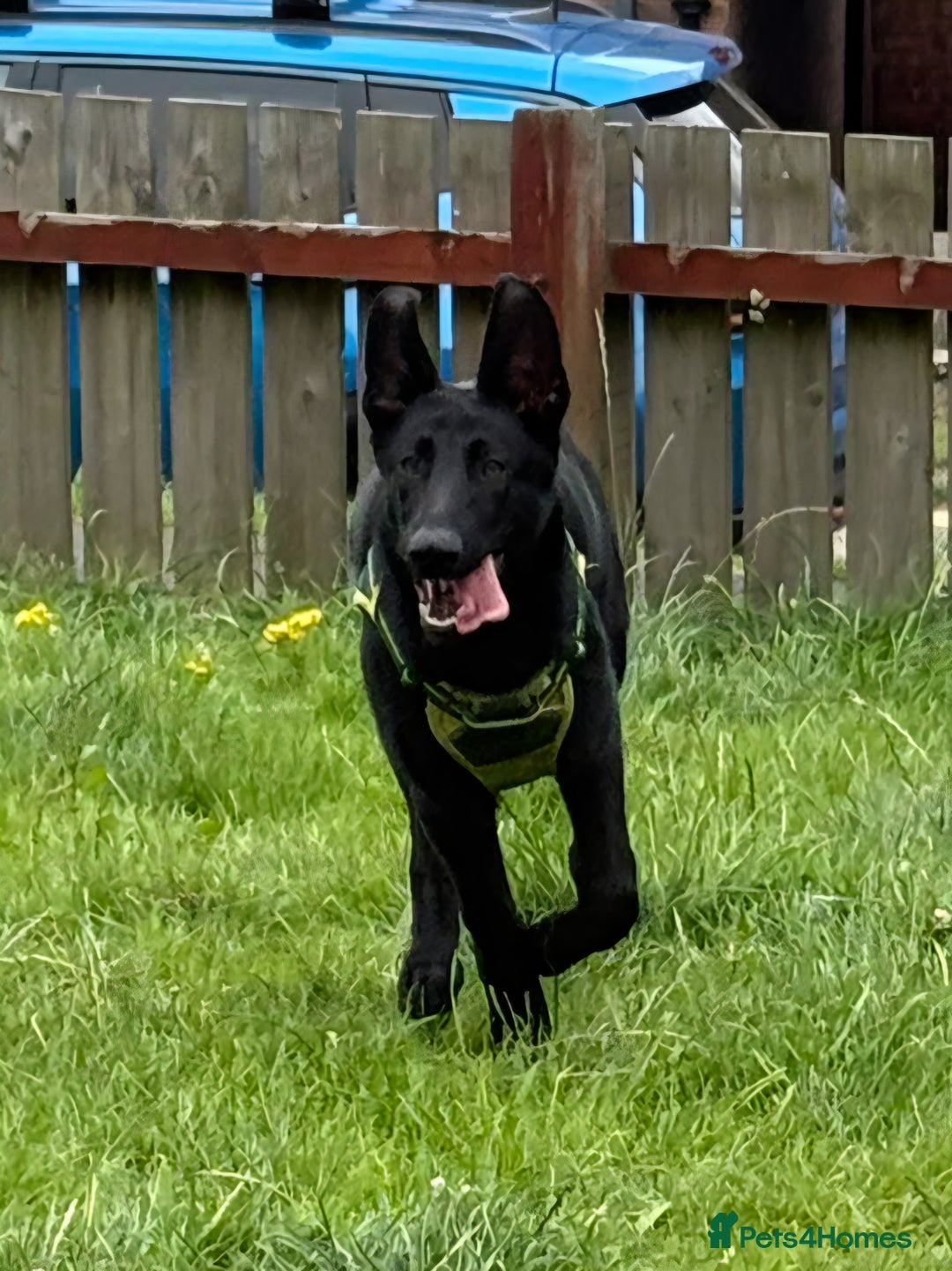 German Shepherd dogs for sale: GERMAN SHEPHERD BOY 6 MONTHS OLD IN SCARBOROUGH  - Image 1