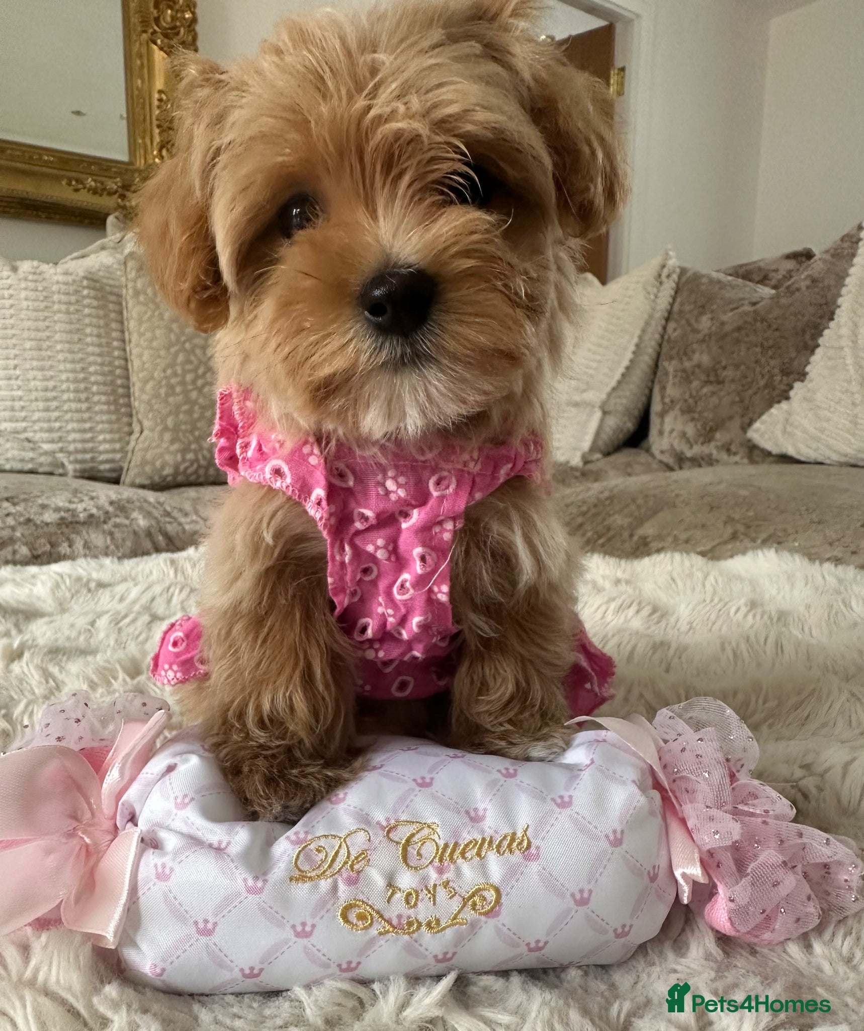 Maltipoo dogs 👑✨ F1 TOY MALTIPOO PUPS✨👑 - Advert 17
