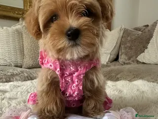 Maltipoo dogs 👑✨ F1 TOY MALTIPOO PUPS✨👑 - Advert 17