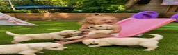 Golden Retriever dogs for sale: Exceptional Golden Retriever Puppies 🐾 - Advert 9