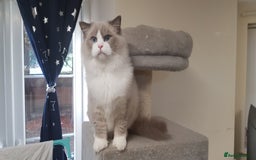Ragdoll cats for stud: Charles - TICA and Gccf registered active boy  in Bournemouth - Image 2