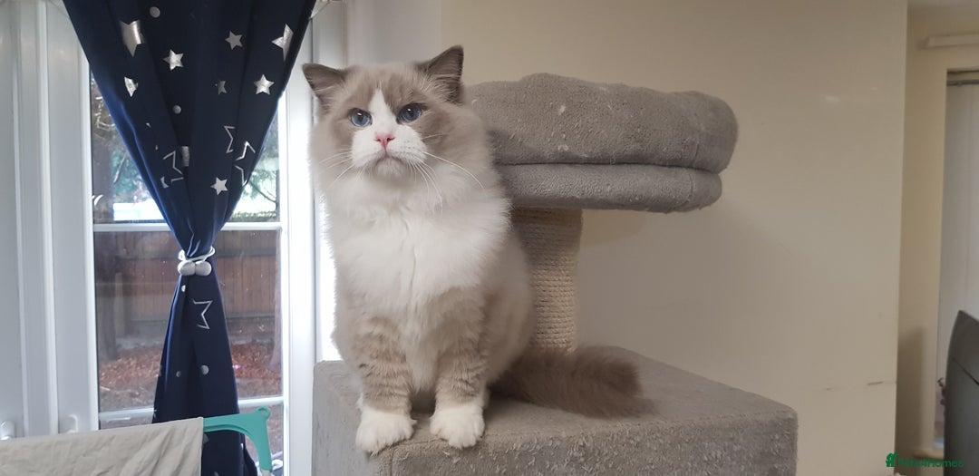 Ragdoll cats for stud: Charles - TICA and Gccf registered active boy  in Bournemouth - Image 2