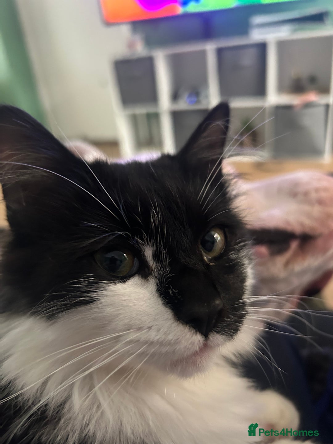 Mixed Breed cats for sale: Munchkin and Mickey to be rehoused together  - Advert 2