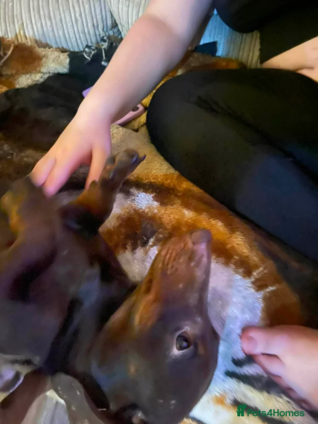 Miniature Dachshund dogs for sale: Bruno - Advert 3