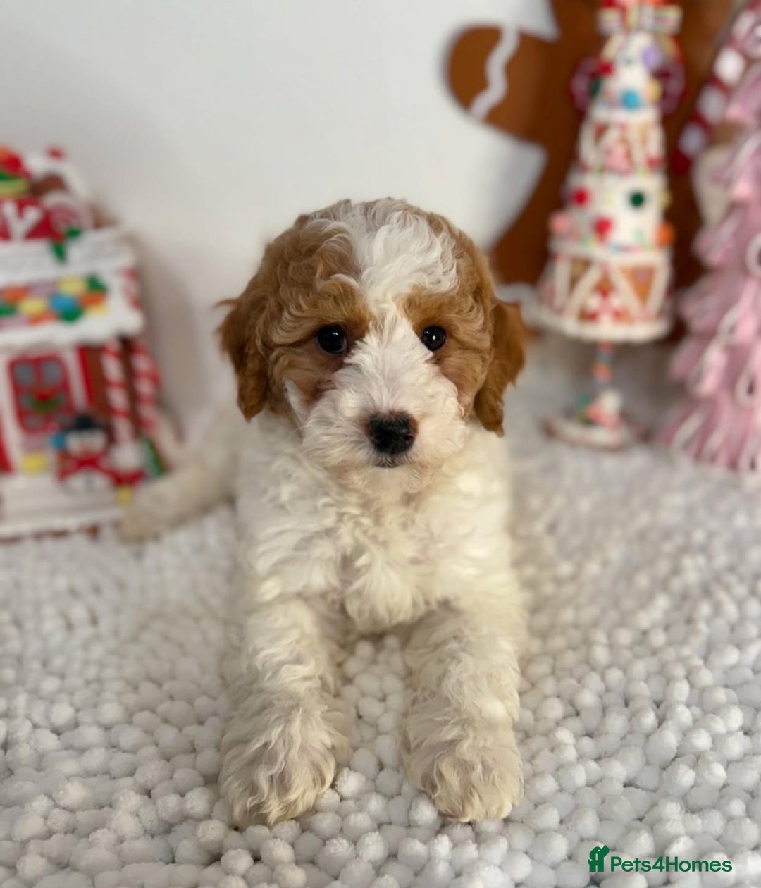 Goldendoodle dogs for sale: Beautiful GoldenDoodle Puppies Ready This Weekend! - Image 4