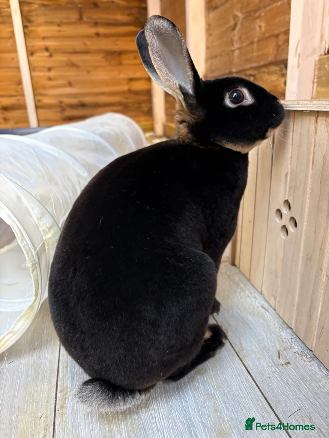 Rex rabbits for sale: Beautiful mini rex up for adoption  - Advert 4