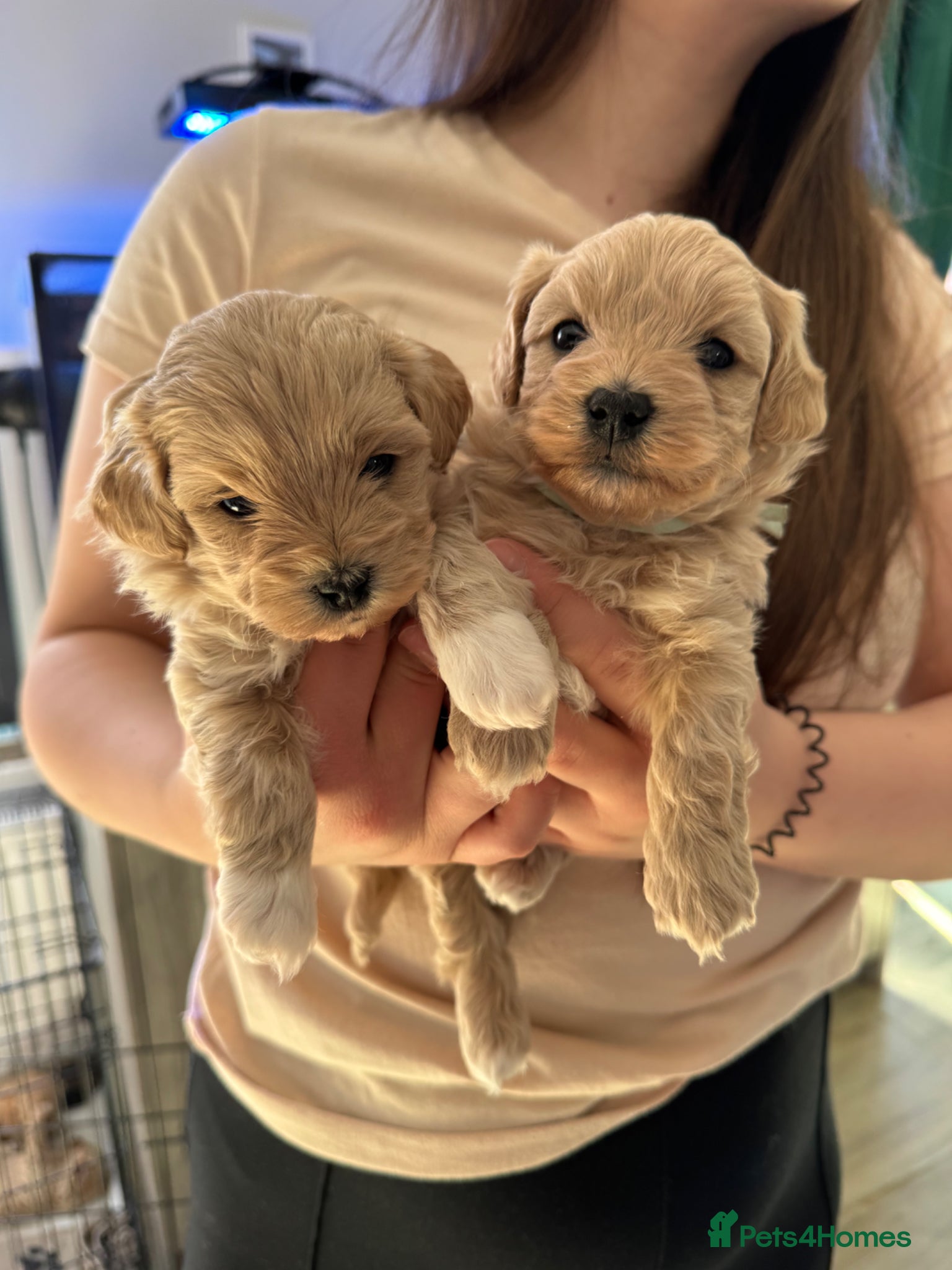 Maltipoo dogs Beautiful Maltipoo F1 puppies - 2 boys left - Advert 1