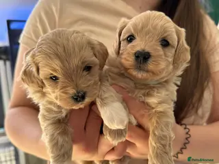 Maltipoo dogs Beautiful Maltipoo F1 puppies - 2 boys left - Advert 11