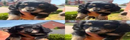 Miniature Dachshund dogs for sale: Stunning long hair Kennel club registered 🐾 - Advert 5