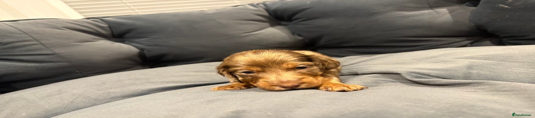 Dachshund Merle girl 