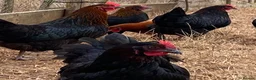 Chickens poultry for sale: Beautiful hybrid hens POL - Advert 16