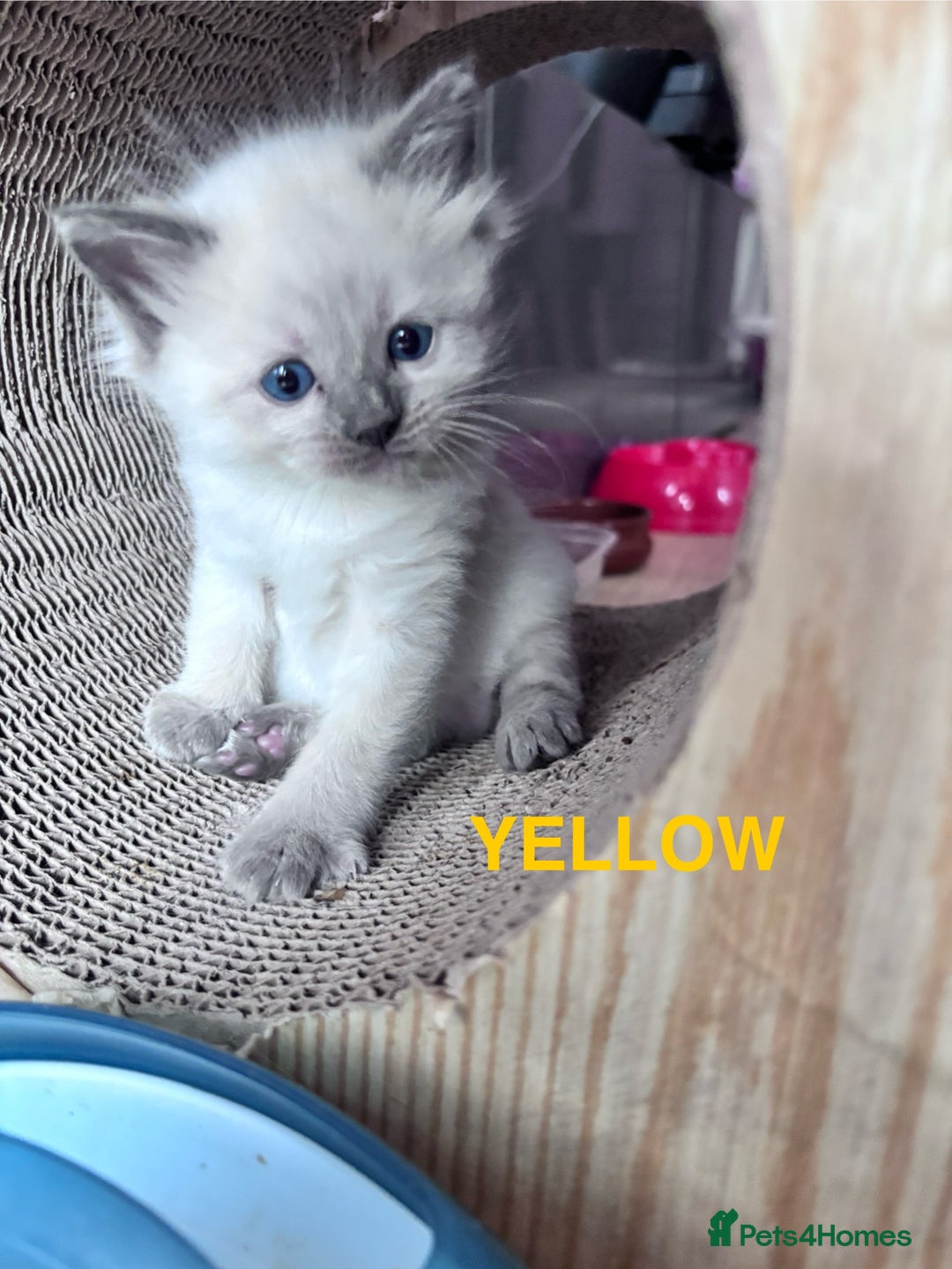 Ragdoll cats for sale: 5 Stunning Ragdoll Kittens  - Image 7