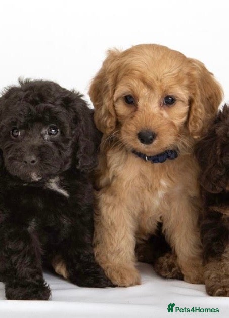 Cavapoo dogs DNA health tested Beautiful F1b Cavapoos - Advert 6