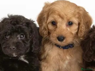 Cavapoo dogs DNA health tested Beautiful F1b Cavapoos - Advert 6