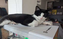 Domestic Shorthair cats for sale: Looking for a Loving Home for Our Sweet Cat 🐾 - Image 8