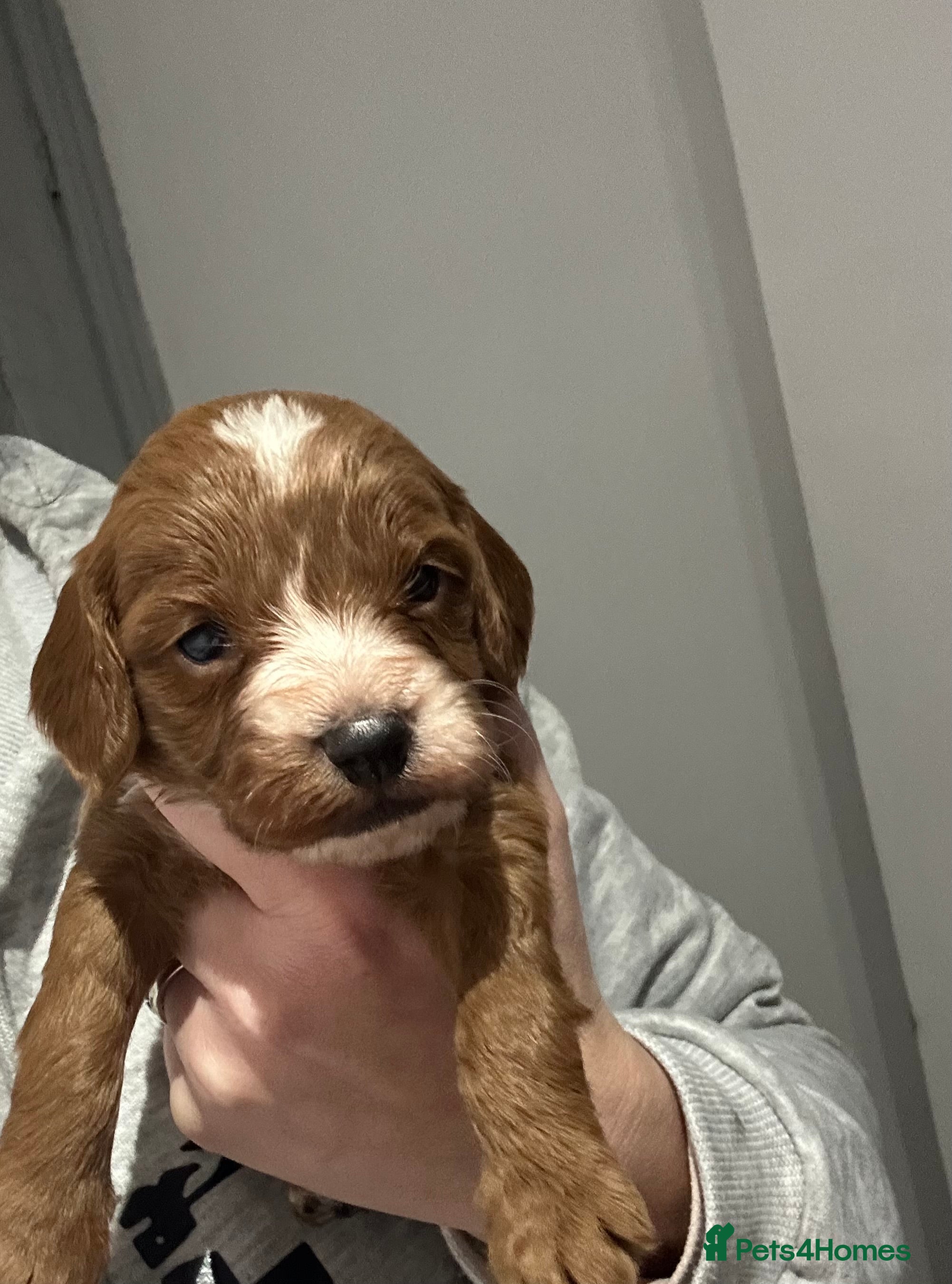 Cockapoo dogs Kc dna health clear parents champion bloodline  - Advert 3