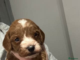 Cockapoo dogs Kc dna health clear parents champion bloodline - Advert 9