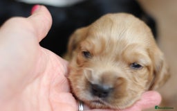 Cockapoo dogs for sale: Beautiful, Rare Cockapoo Puppies – Ready 17th Nov - Image 10