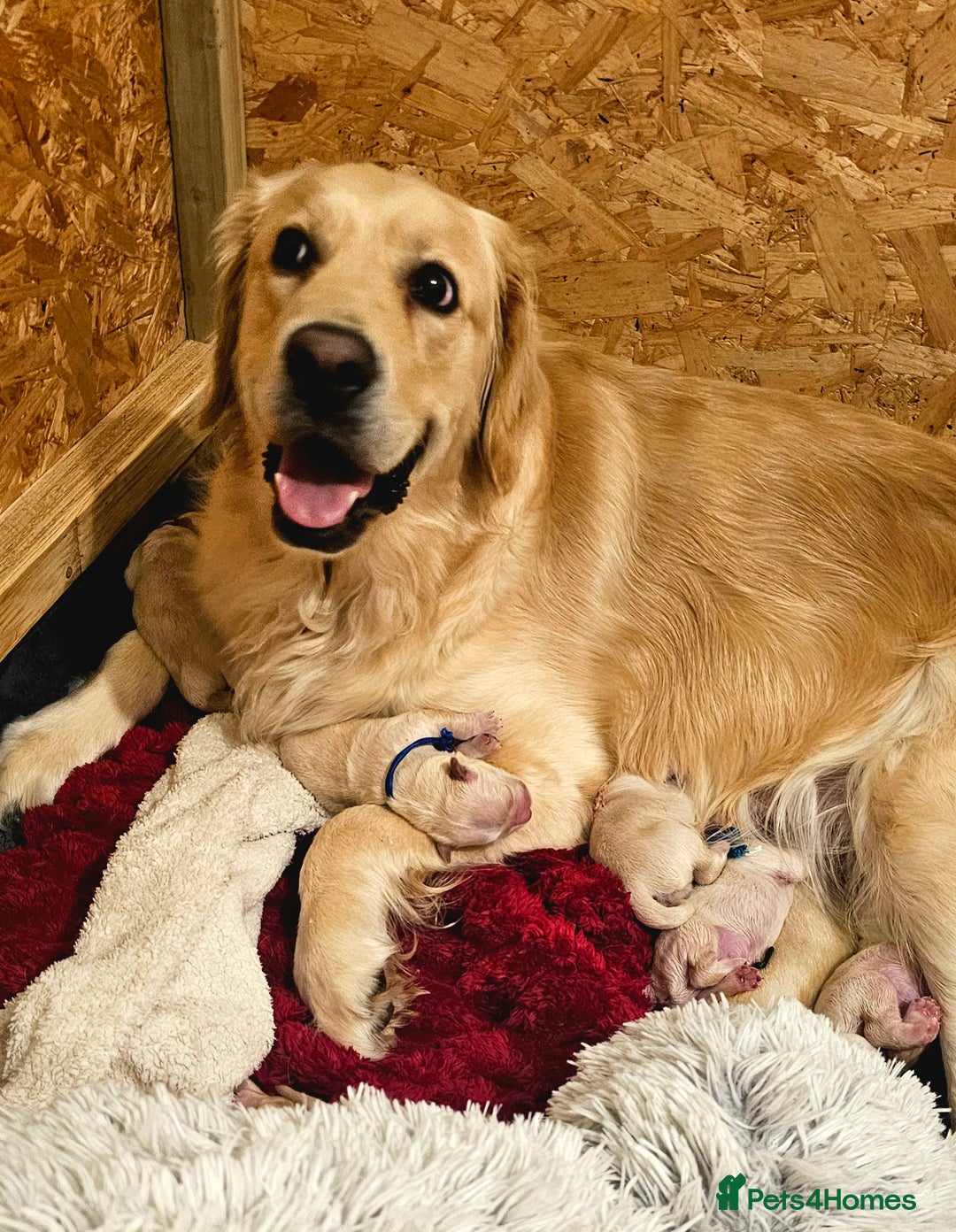 Golden Retriever dogs for sale: 5* Golden retriver puppies - Advert 4