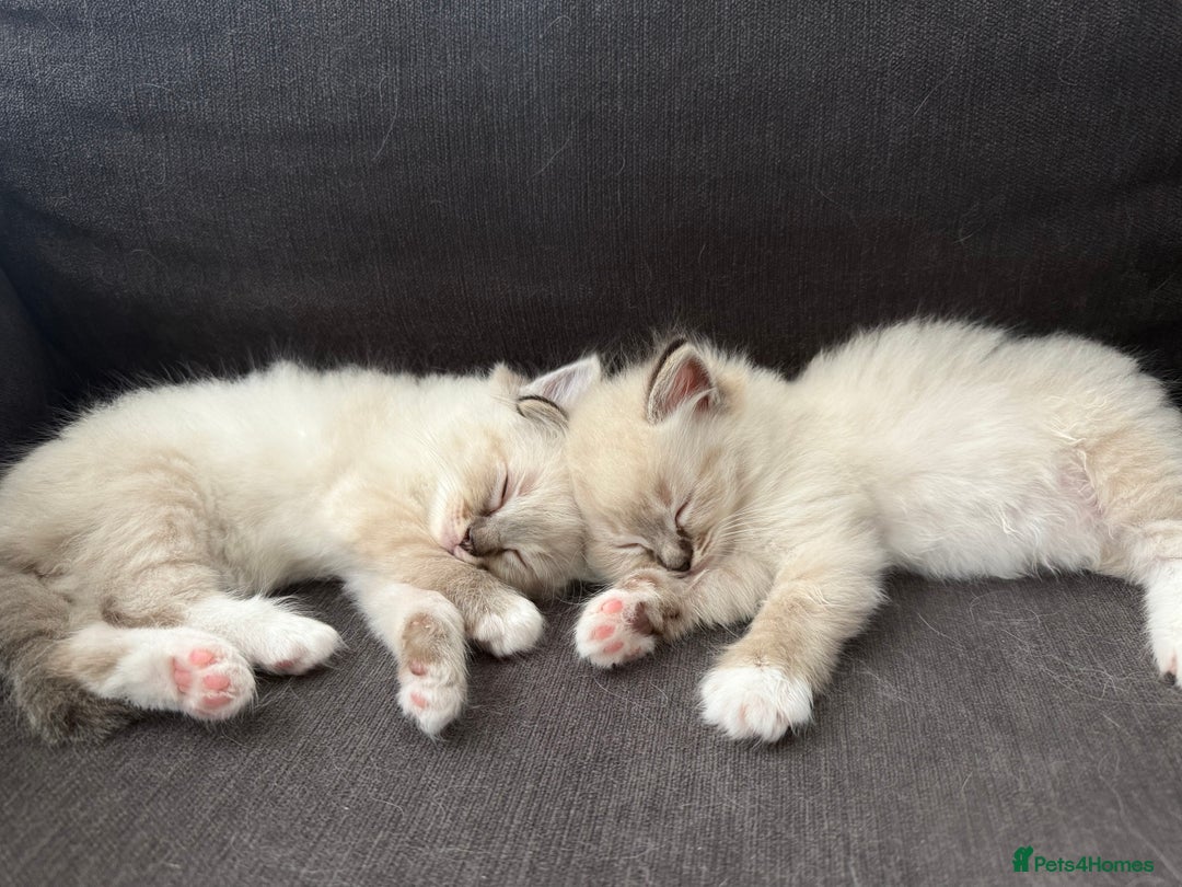 Ragdoll cats for sale: 7 beautiful seal/lynx point ragdoll kittens - Image 10