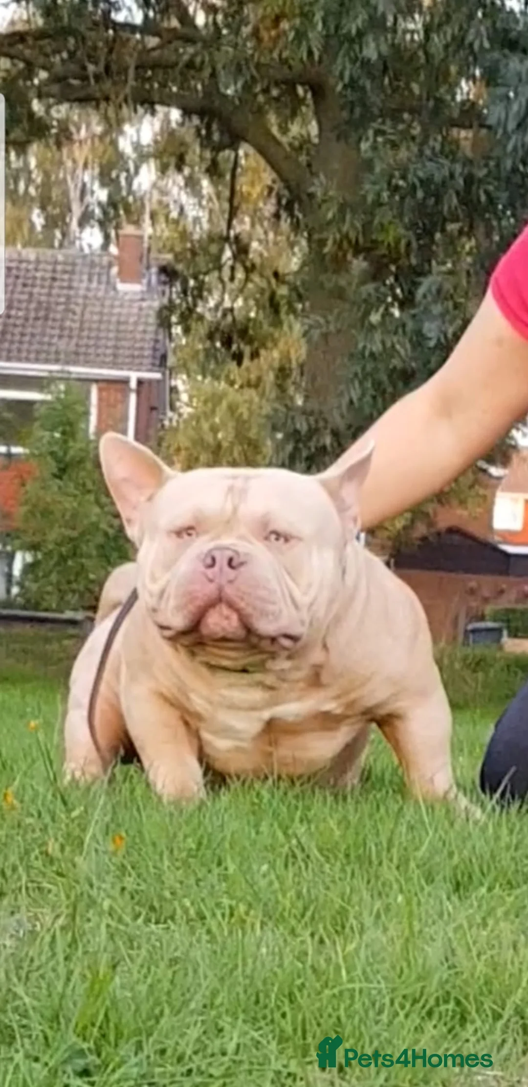 American Bully dogs for stud: American Bully pocket male for stud - Advert 2