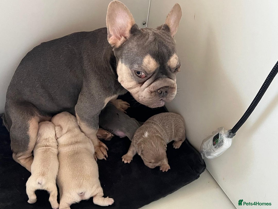 French Bulldog dogs for sale: ** carrying fluffy French bulldog - Image 6