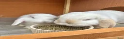 Mini Lop rabbits for sale: 🐰 Pure Bred Mini Lop Kits 🐰 - Advert 8