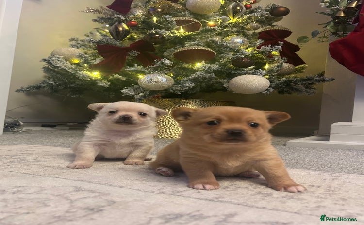 Pomchi dogs Sweet tiny girl ready soon! - Advert 2