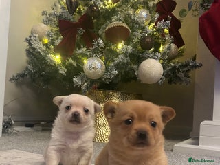 Pomchi dogs Sweet tiny girl ready soon! - Advert 2