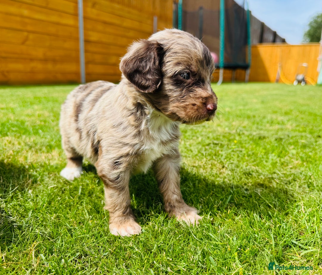 Cockapoo dogs for sale: Chocolate Merle Cockapoo Babies 🐾🐾🐾 - Image 2