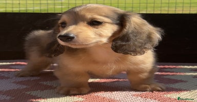 Miniature Dachshund dogs - Advert 13